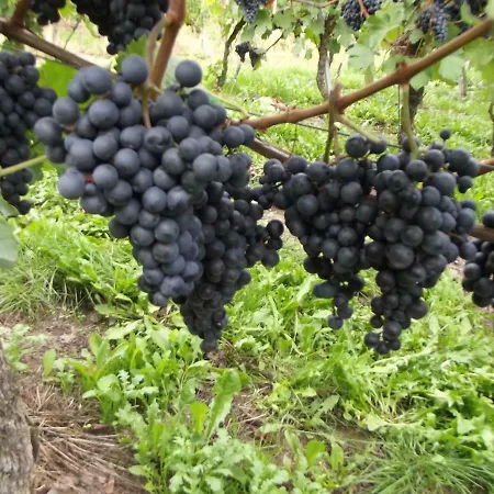 Sausen 아파트 크로프